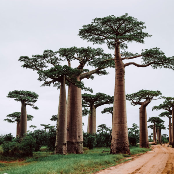 morondava madagascar