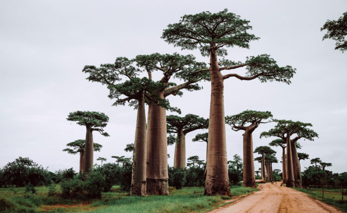 morondava madagascar