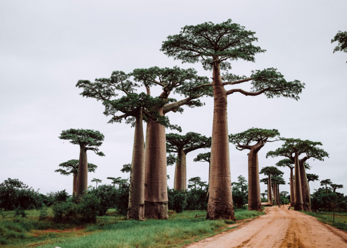 morondava madagascar