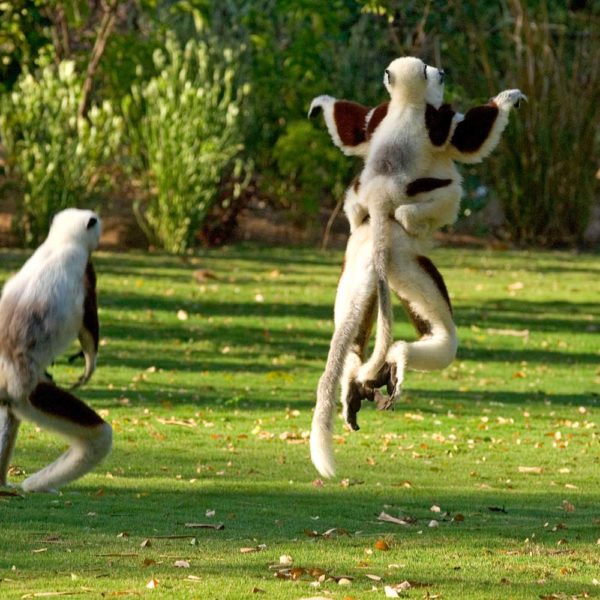 lemuri madagascar