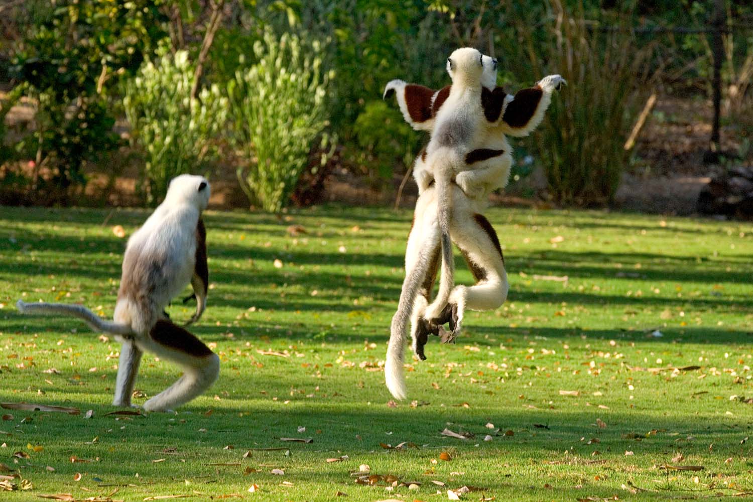 Le riserve e i parchi naturali del Madagascar | Wadi Destination