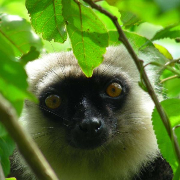 foresta madagascar