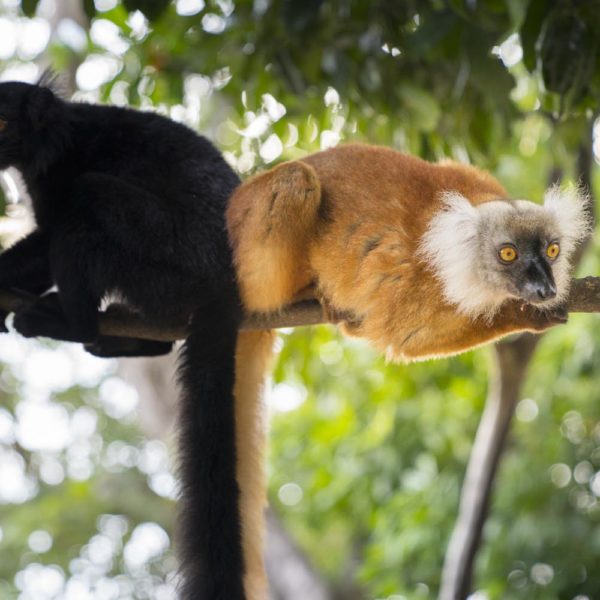 animali madagascar