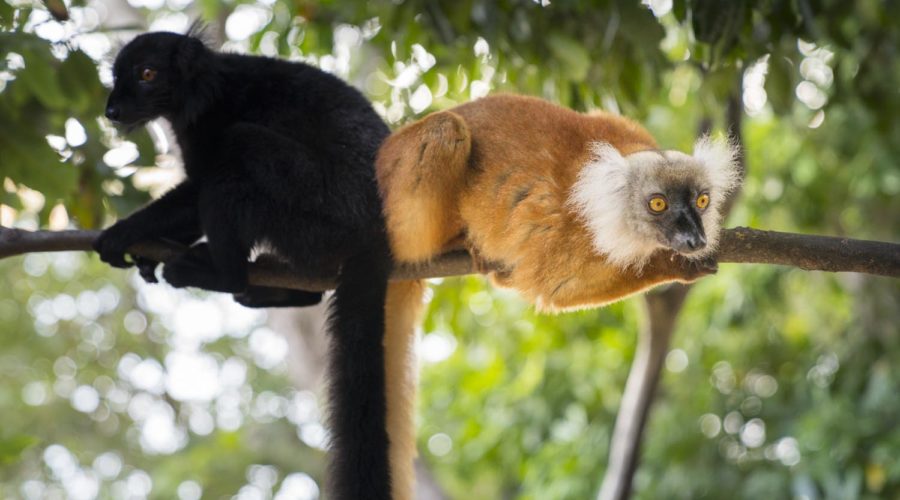 animali madagascar