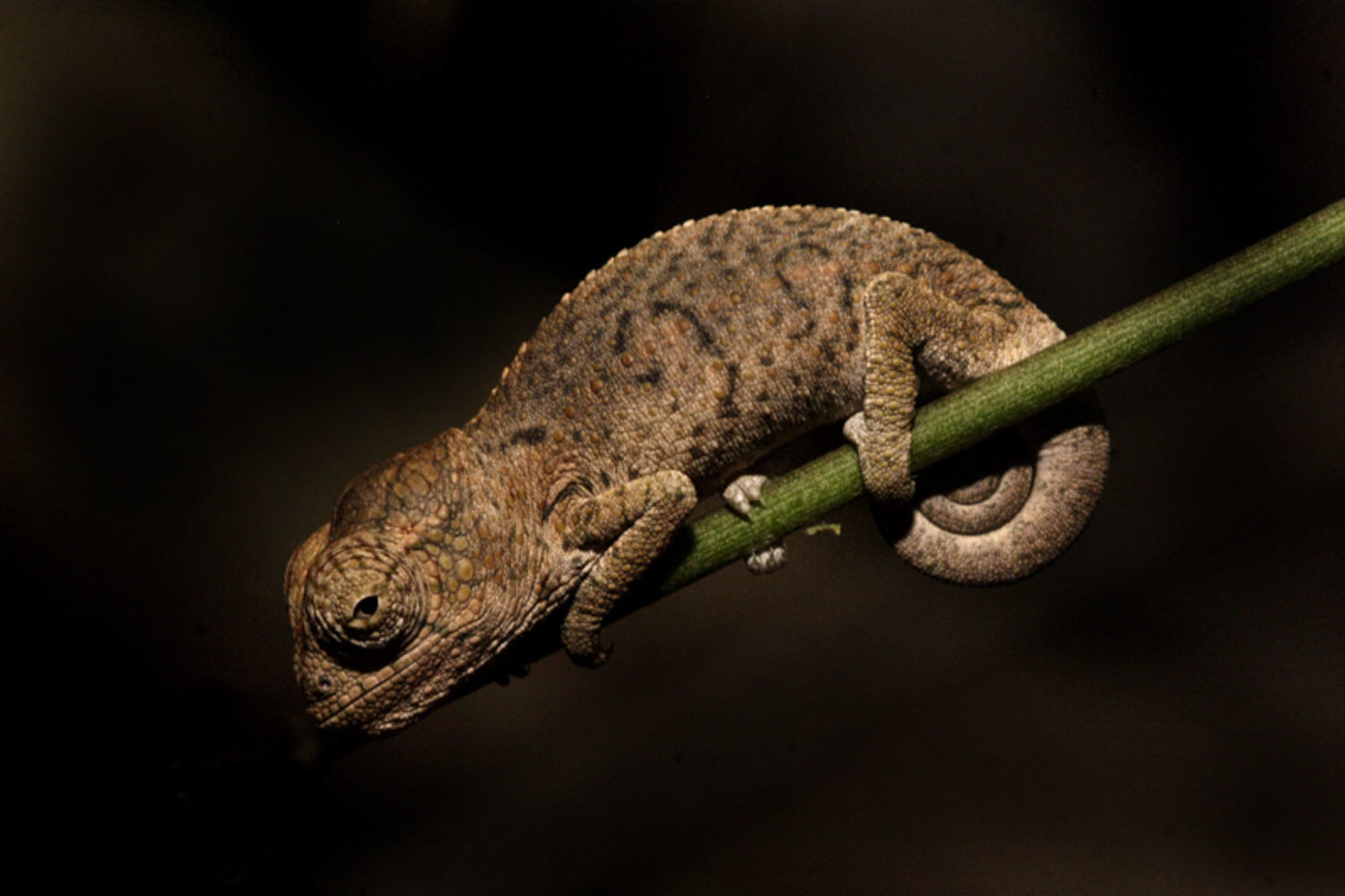 camaleonte madagascar