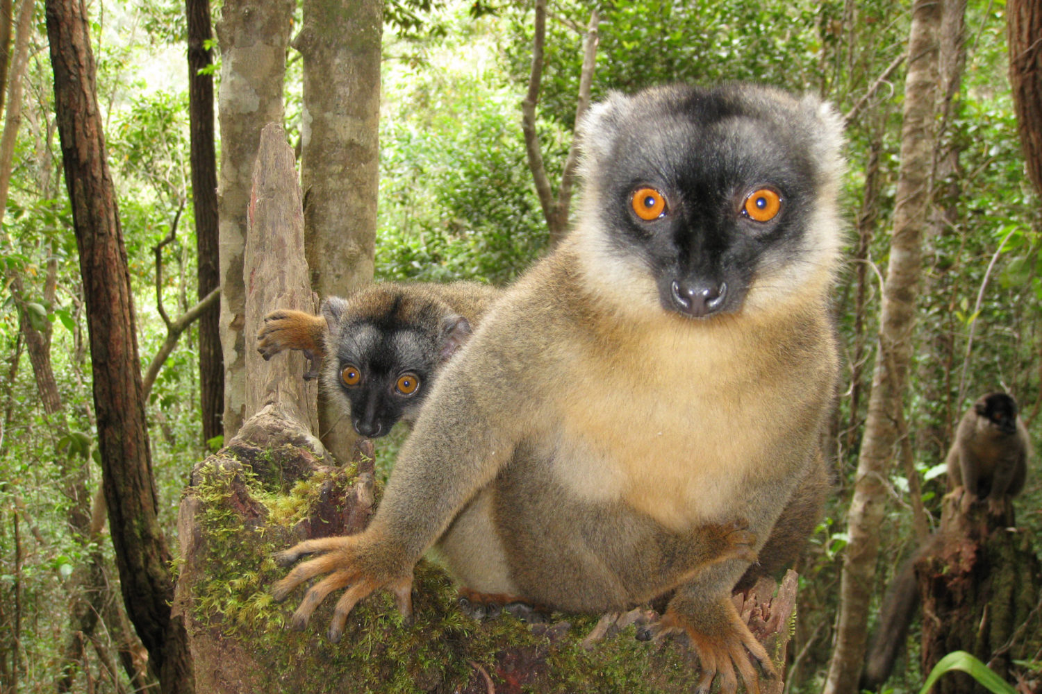 viaggi di gruppo madagascar