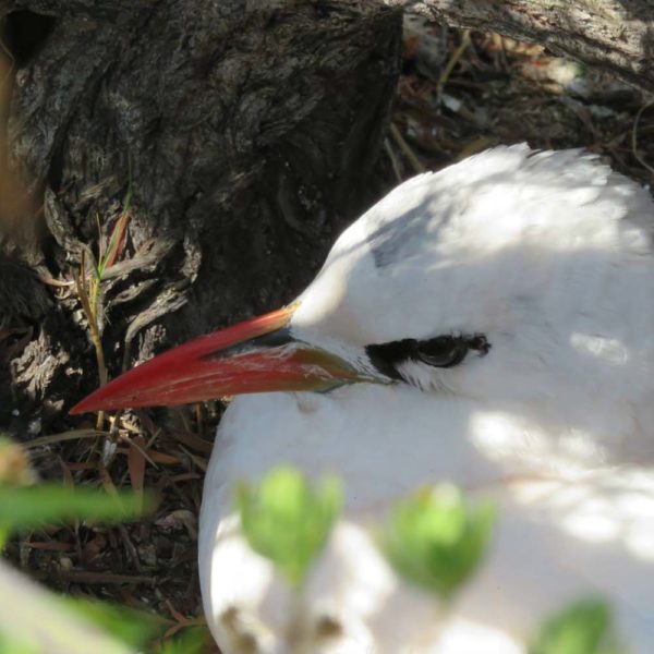 uccelli madagascar