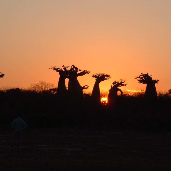 baobab madagascar