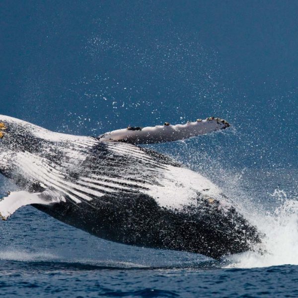 balene madagascar