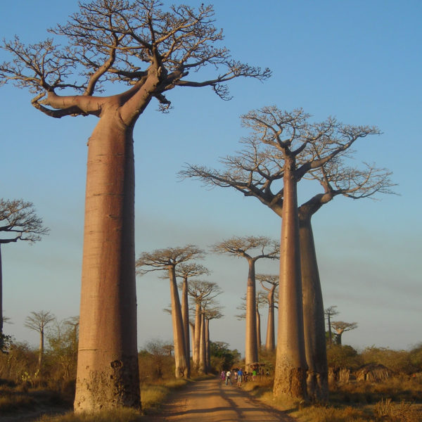 Madagascar - Avenue du Baobab