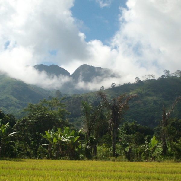 Madagascar - Foresta Umida