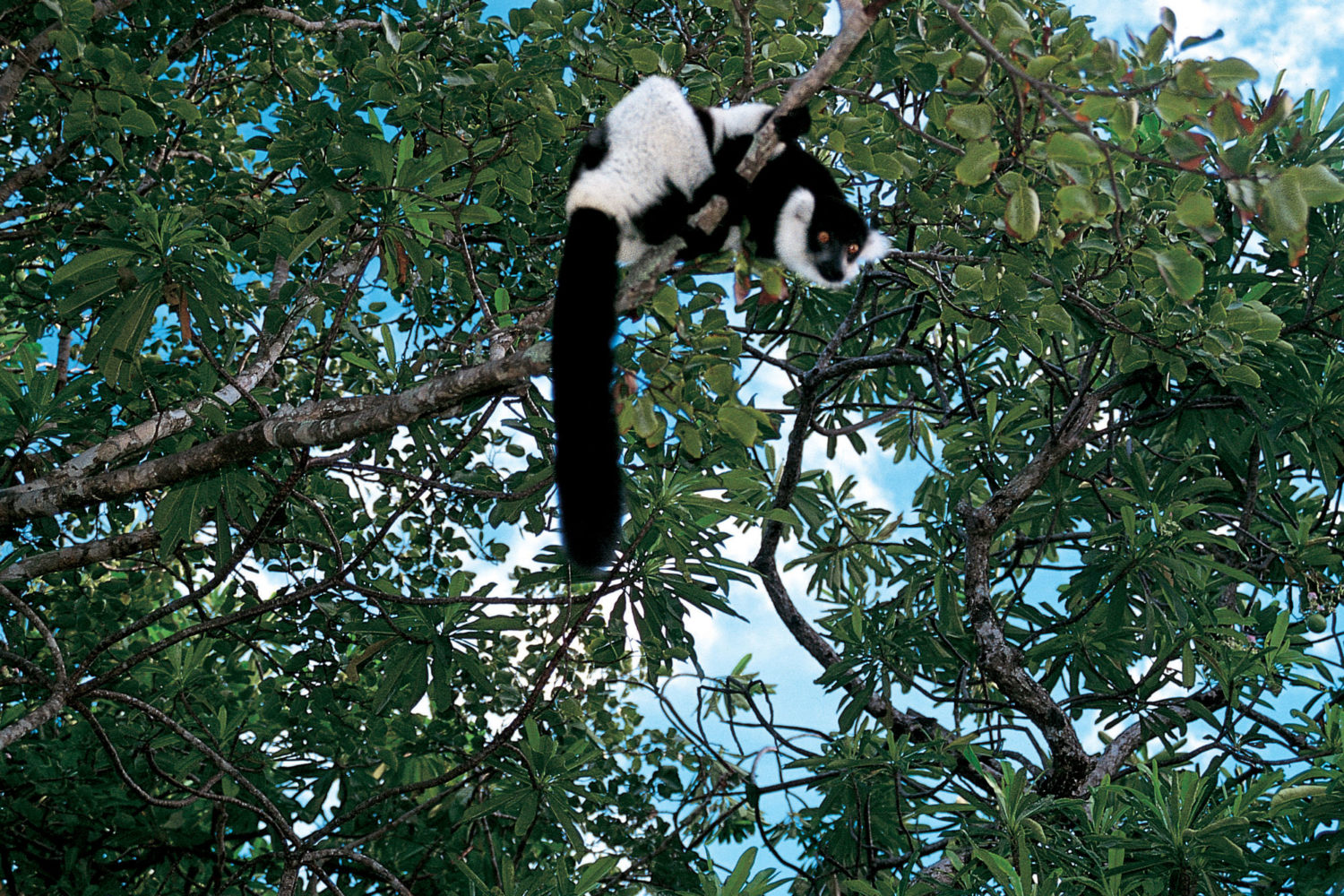 animali del madagascar