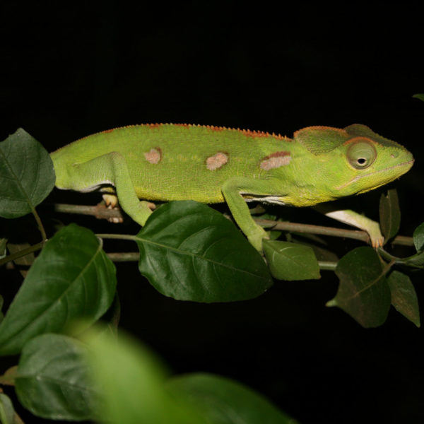 madagascar quando andare