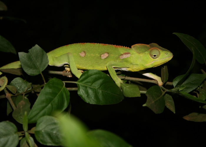 madagascar quando andare