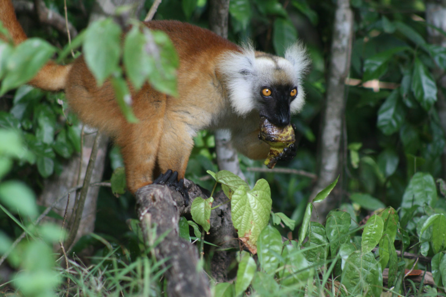 trekking madagascar