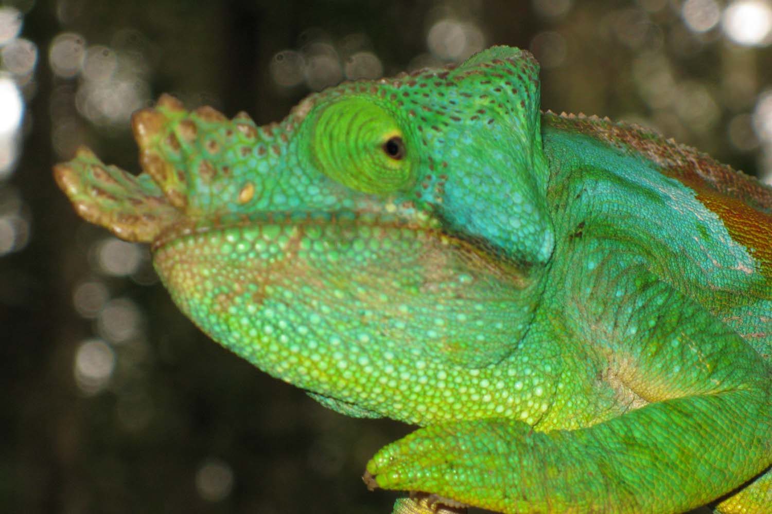 fauna in madagascar