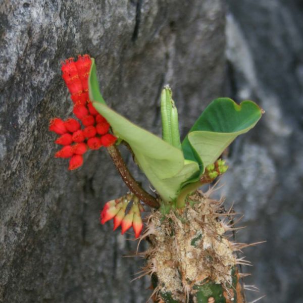 flora madagascar