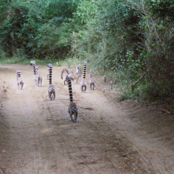 riserva naturale madagascar