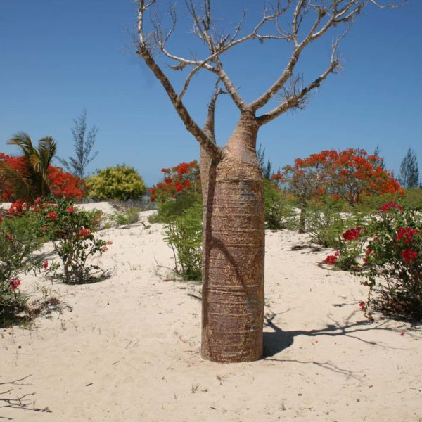 foresta spinosa madagascar