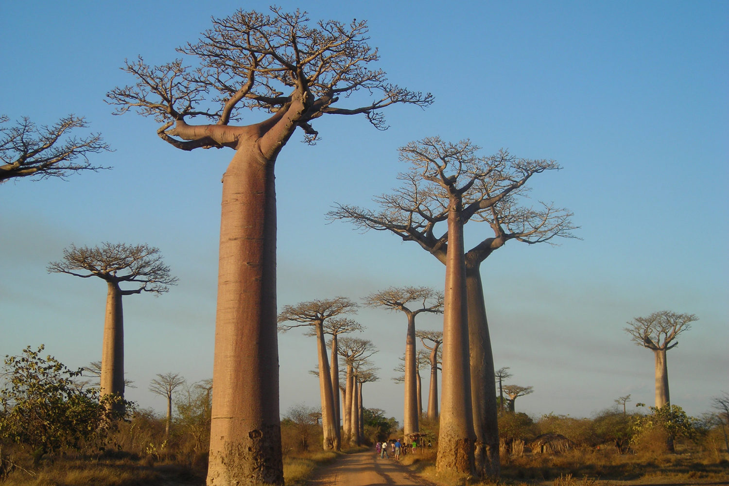 pacchetti madagascar