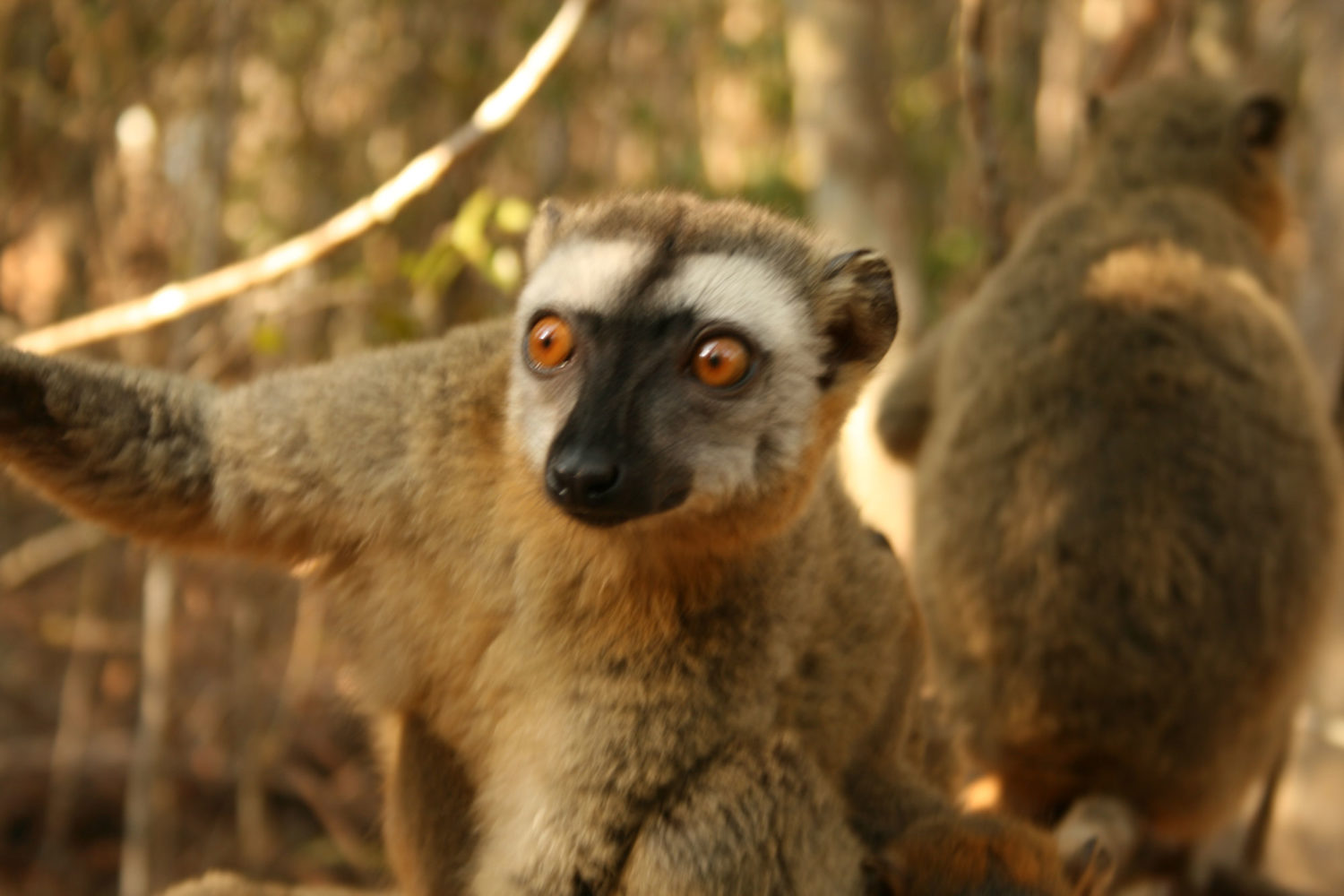 animali del madagascar