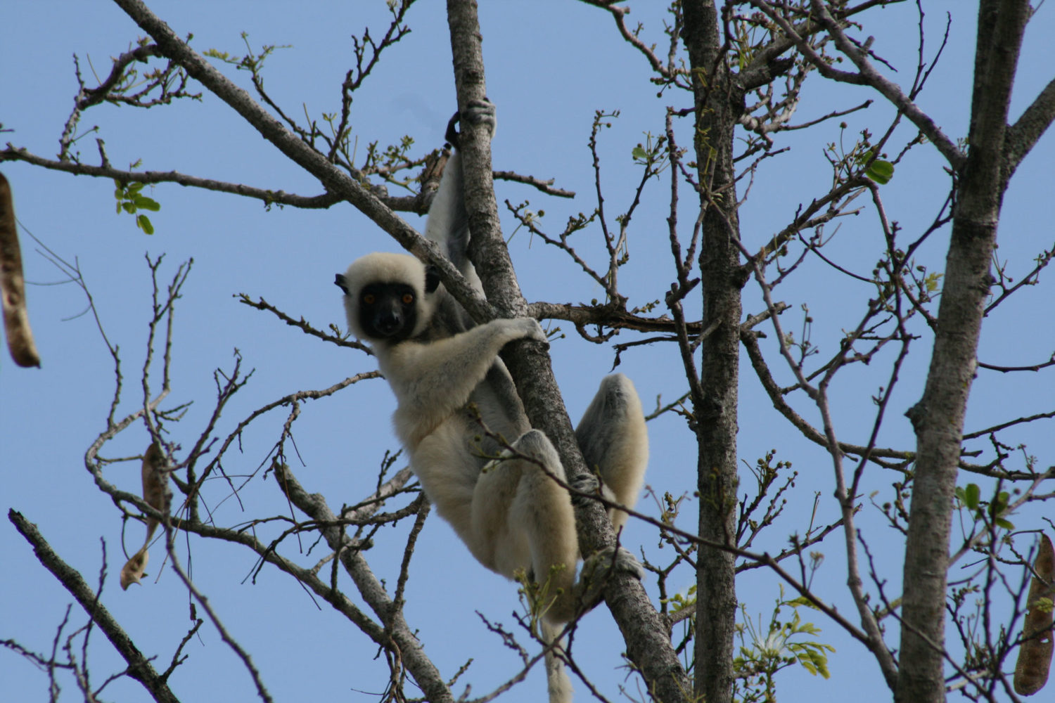 madagascar vacanza