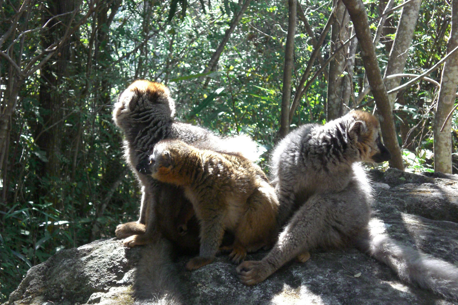 madagascar costa occidentale