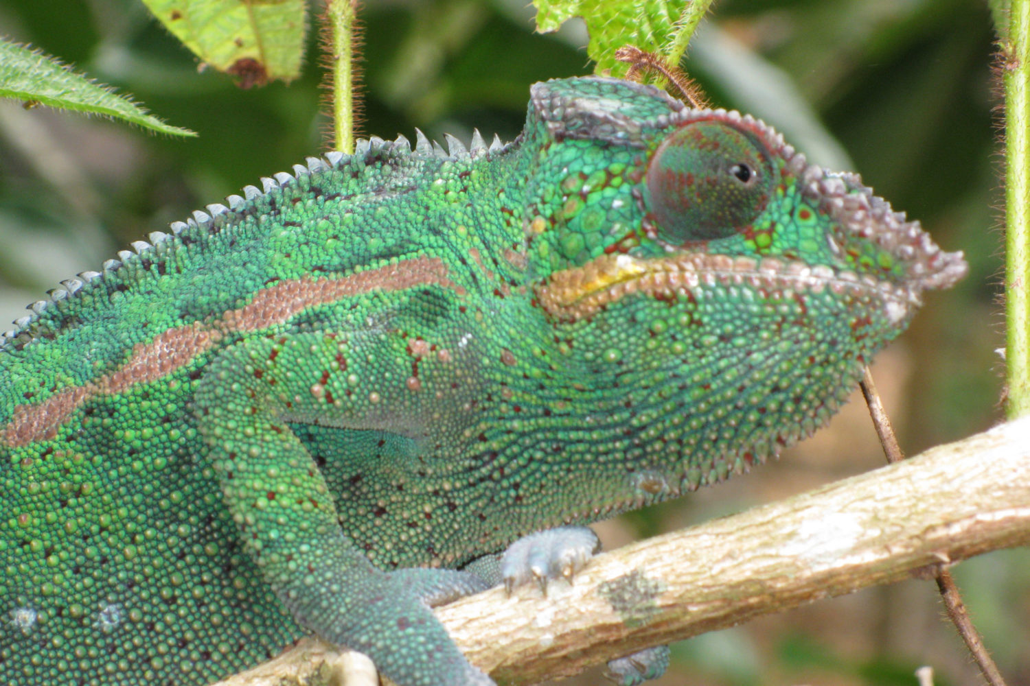 viaggi organizzati madagascar