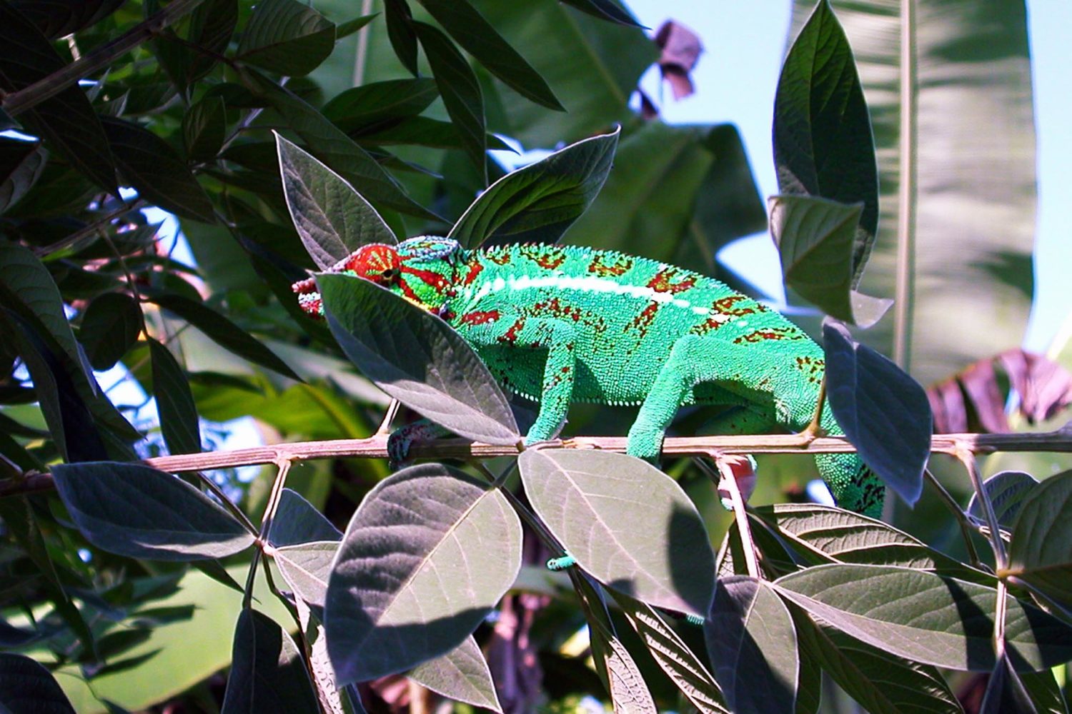 vacanza madagascar