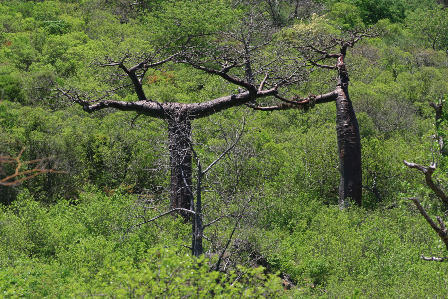 storia madagascar