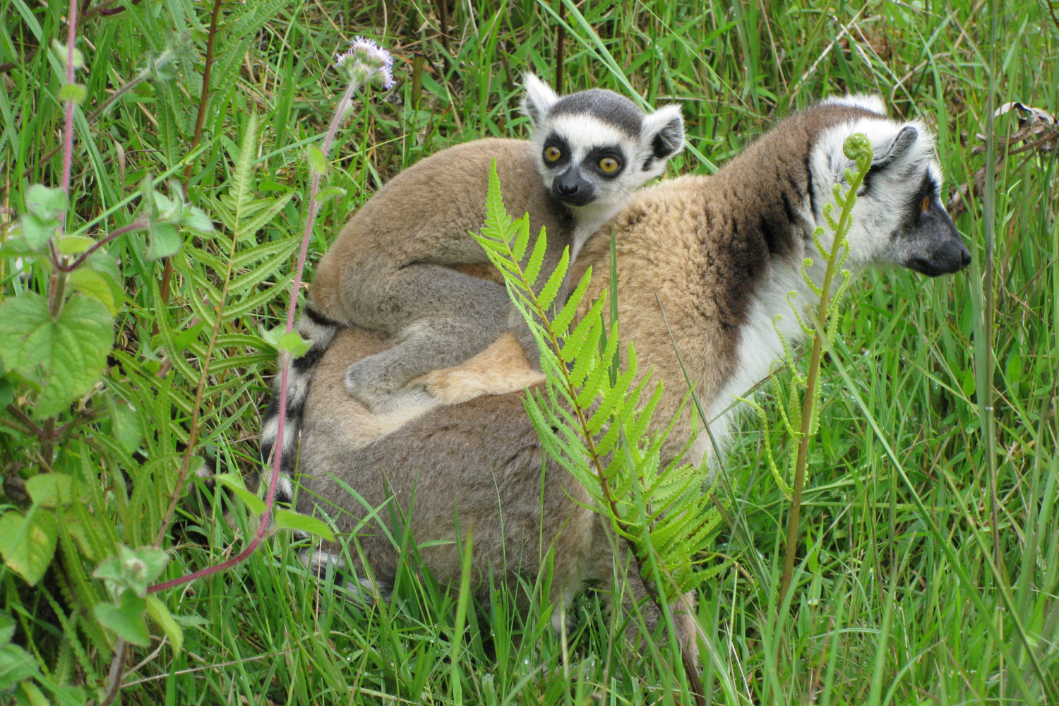 madagascar curiosità