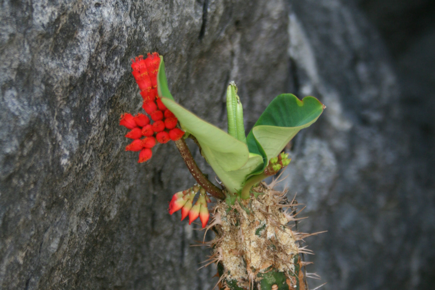 madagascar curiosità