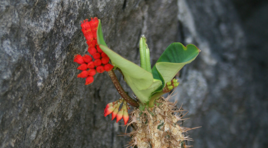 madagascar curiosità