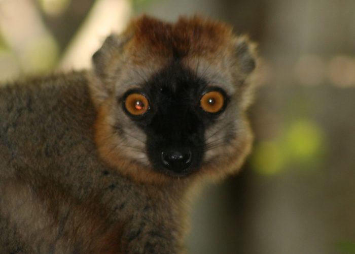 lemure madagascar