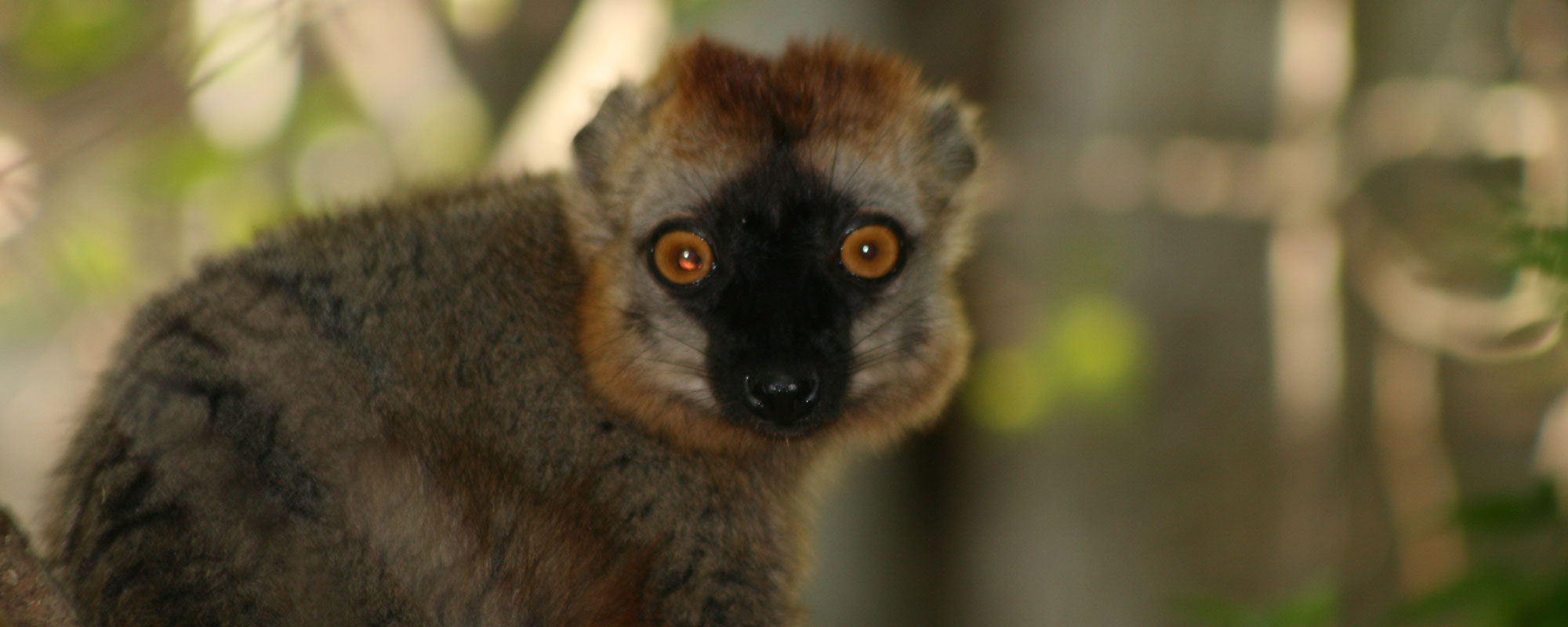 lemure madagascar