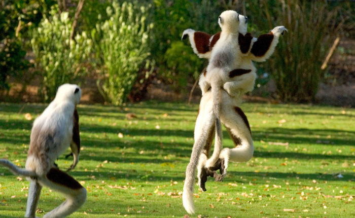 lemuri in madagascar