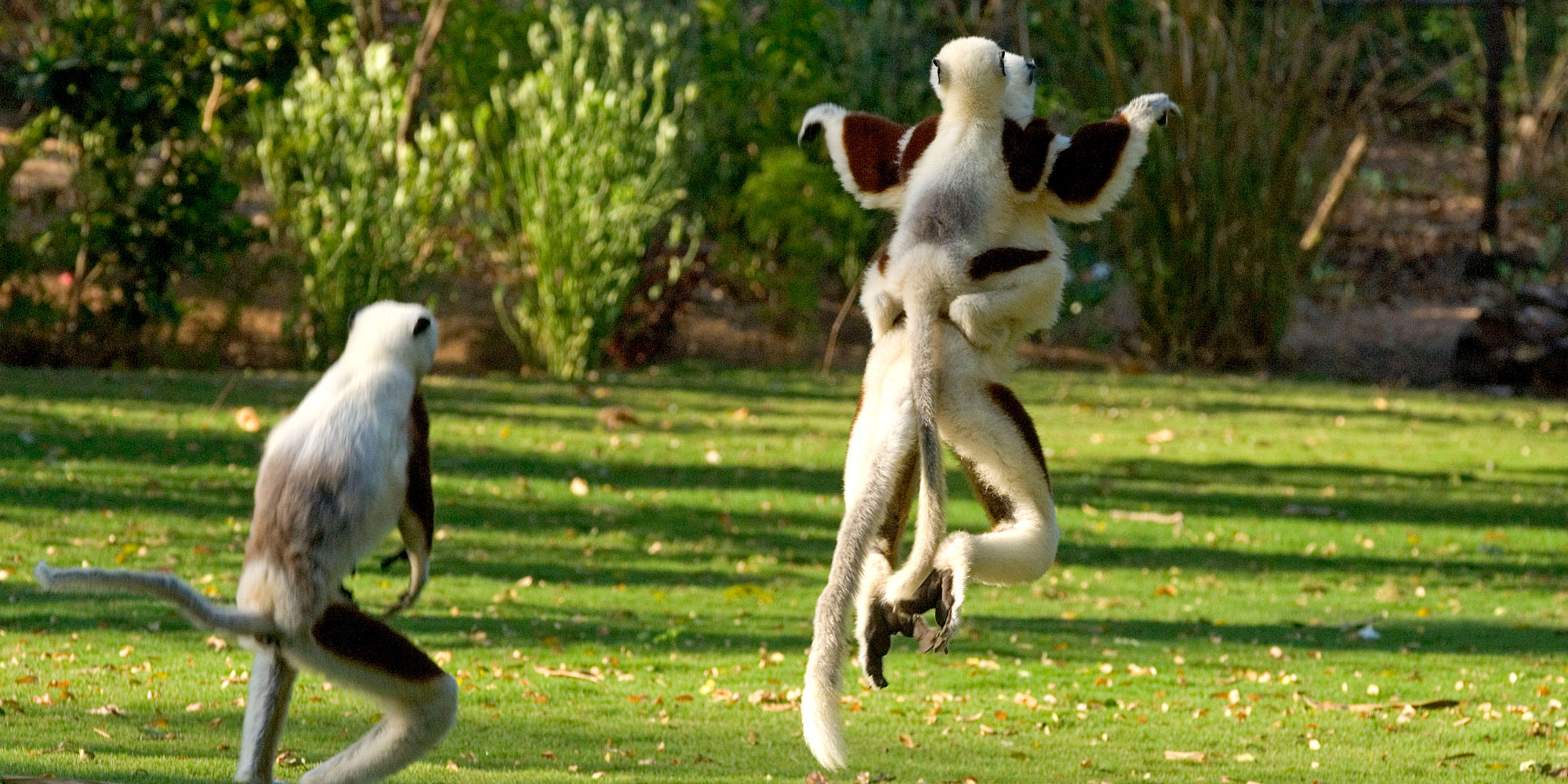 lemuri in madagascar