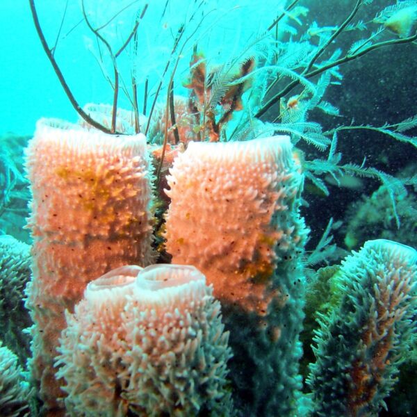 piante sottomarine