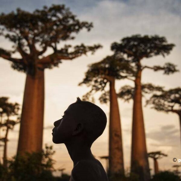 baobab morondava