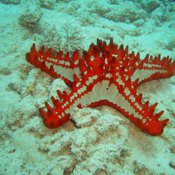 diving madagascar