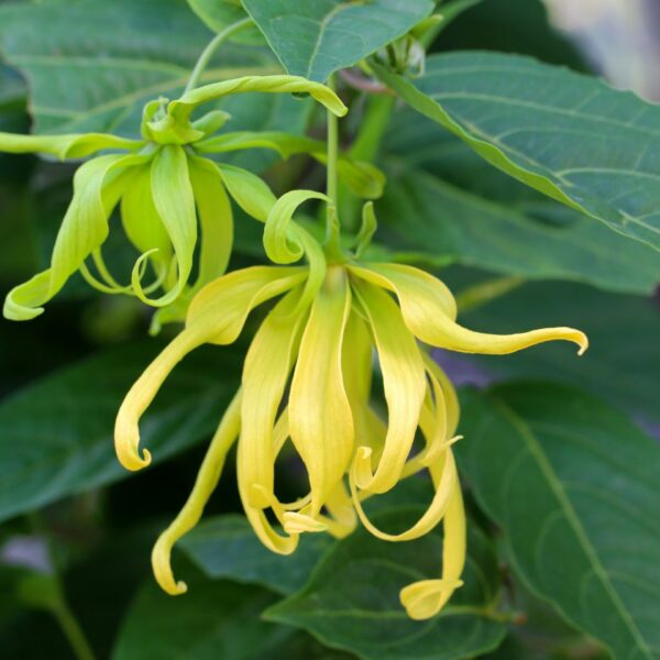 pianta e fiore dell'ylang ylang