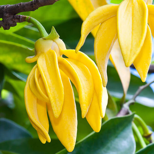 fiore dell'ylang ylang
