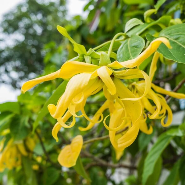 piante dell'ylang ylang