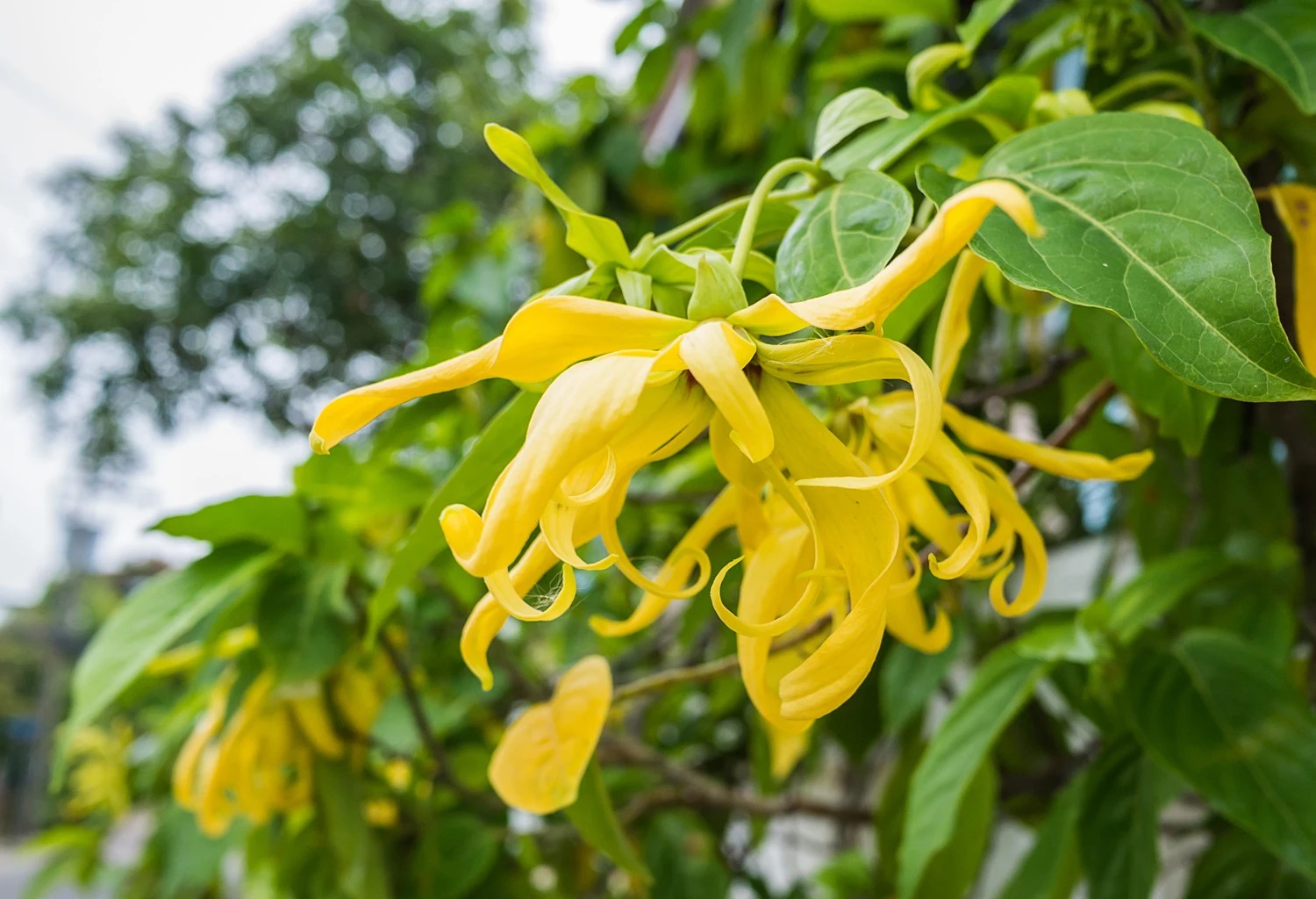 piante dell'ylang ylang