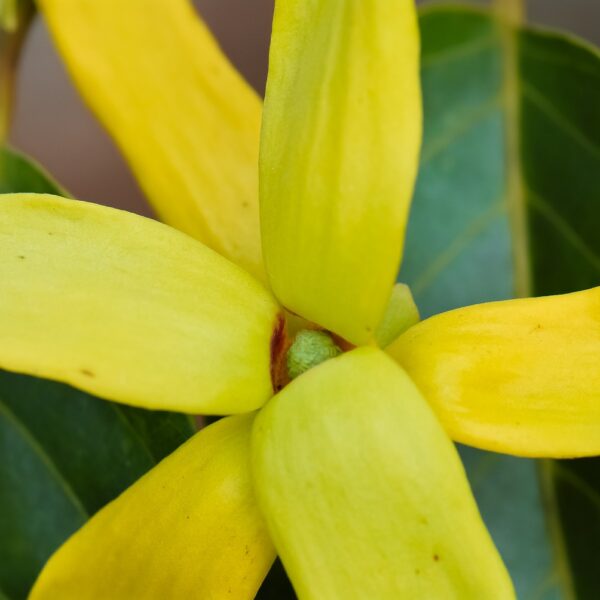 fiore dell'ylang ylang