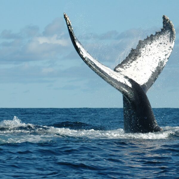 whale watching madagascar