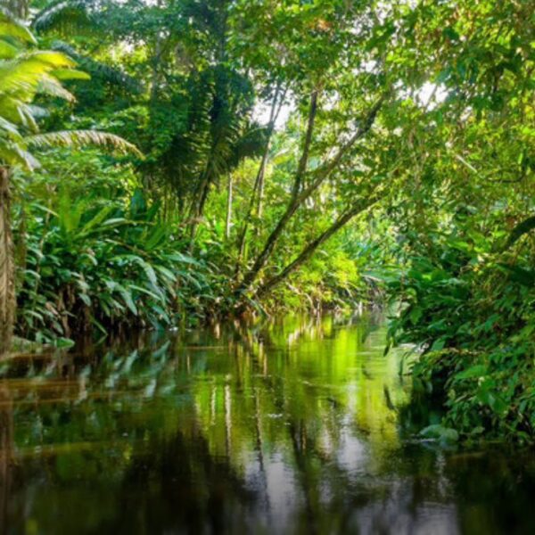 Foresta Pluviale in Madagascar