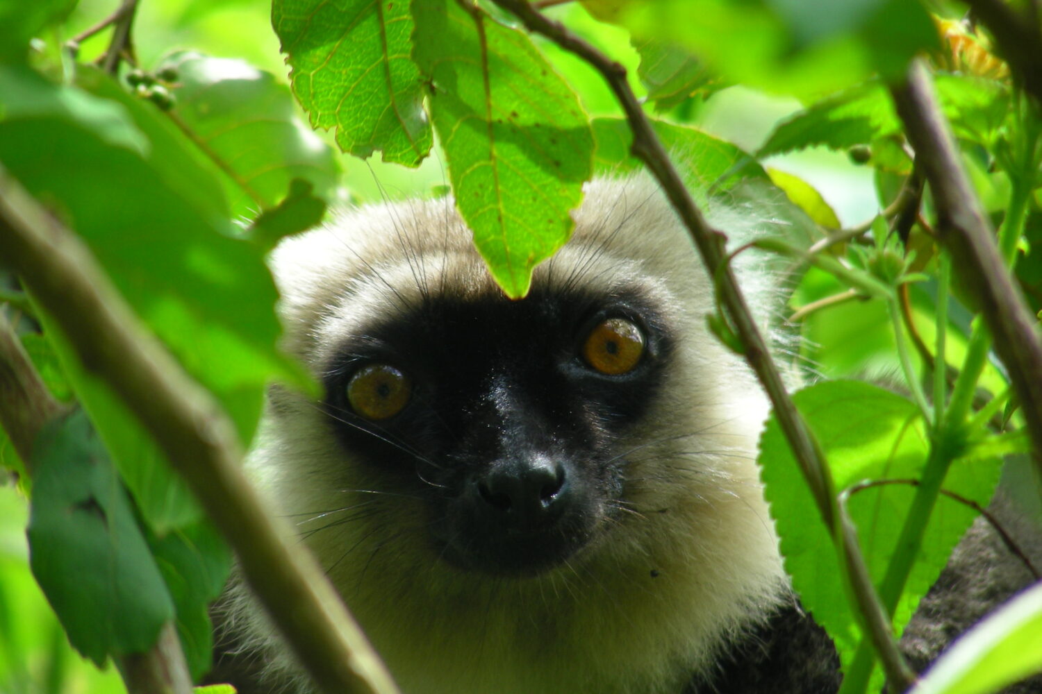 Lemure in Madagascar