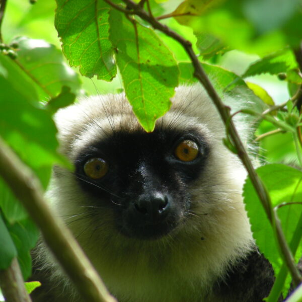 Lemure in Madagascar