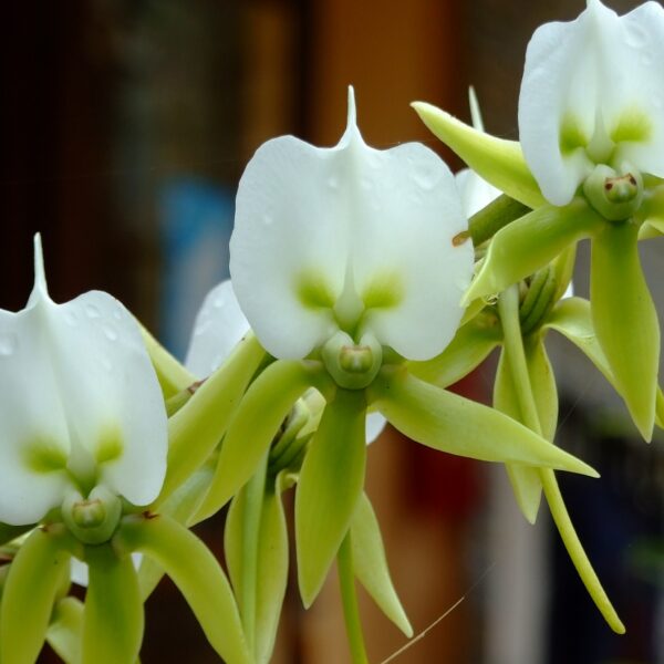 Orchidea della foresta pluviale del Madagascar